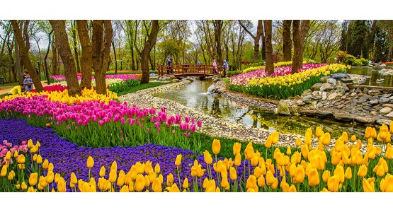 İstanbul-Tulip Festival
